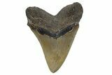 Serrated, Fossil Megalodon Tooth - North Carolina #345663-2